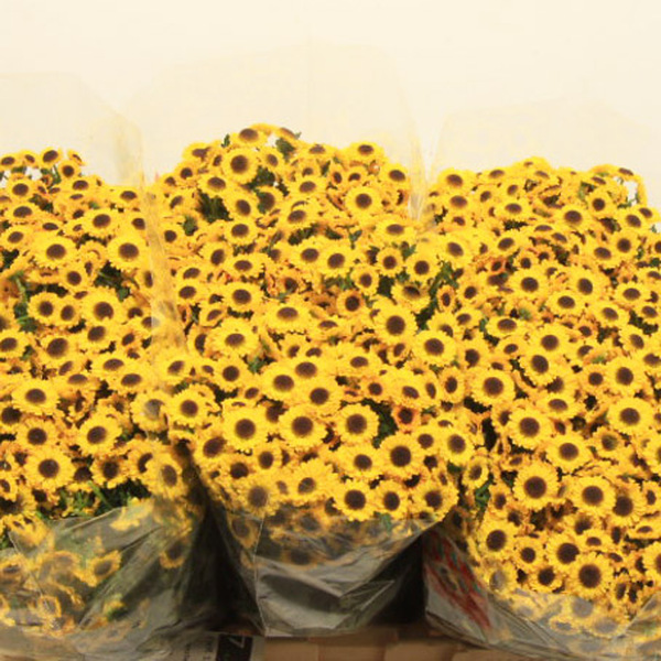 CRISANTEM SANTINI MAD TWIGA