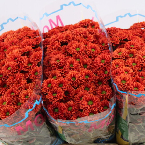 CRISANTEM SANTINI MELISSA