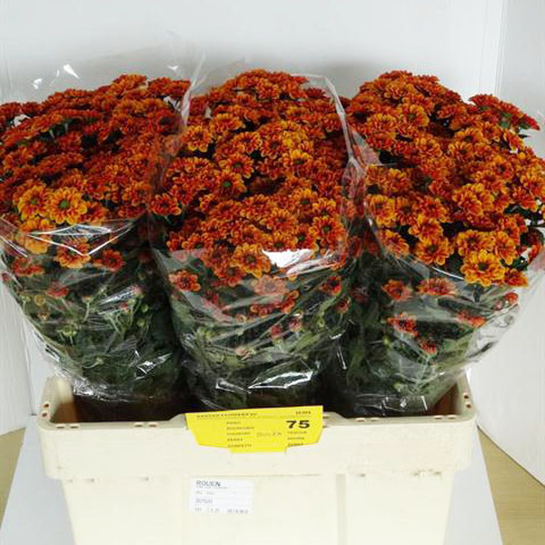 CRISANTEM SANTINI *MONIKA*