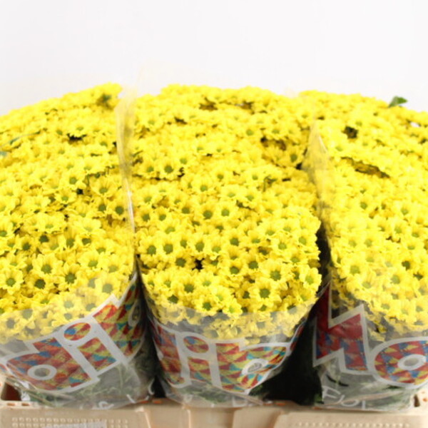 CRISANTEM SANTINI MADIBA RINGA YELLOW
