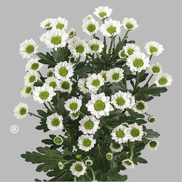 CRIS. SANTINI MAD. *WHITE LINDI* 55CM