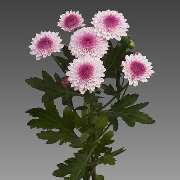 CRISANTEM SANTINI *NAVONA*