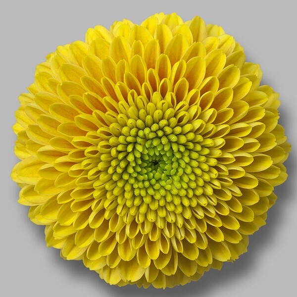 CRISANTEM SANTINI *JEANNY ORANGE*