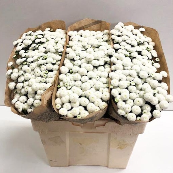 CRISANTEM SANTINI BLANC*PIZARRO* 