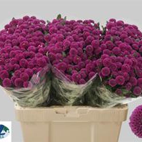 CRISANTEM SANTINI *PURPETTA*