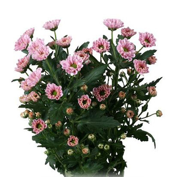 CRISANTEM SANTINI *ROSSI PINK* 55CM
