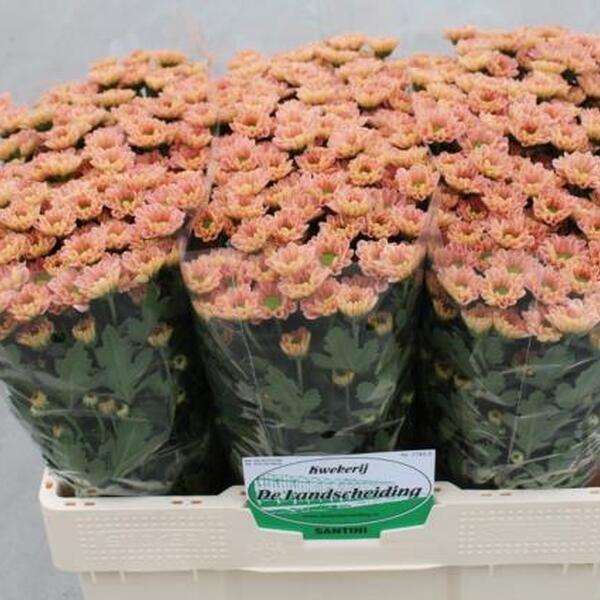 CRISANTEM SANTINI *ROSSI SMOKEY* 55CM