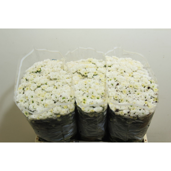 CRISANTEM SANTINI *ROSSI WHITE* 55CM