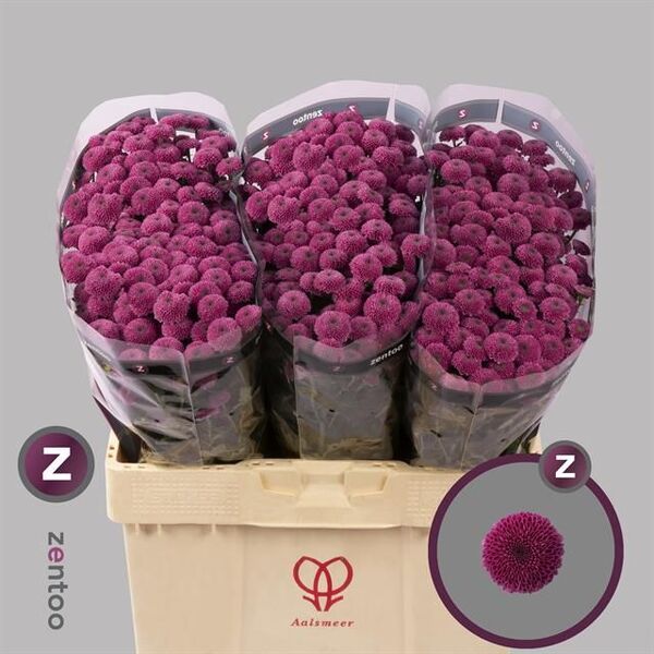 CRISANTEM SANTINI LARKY