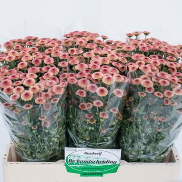 CRISANTEM SANTINI SALMON