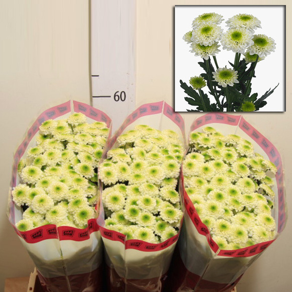 CRISANTEM SANTINI *SOLANGE*