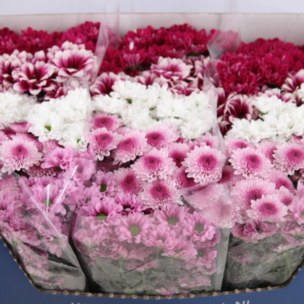 CRISANTEM SANTINI SWEET MIX