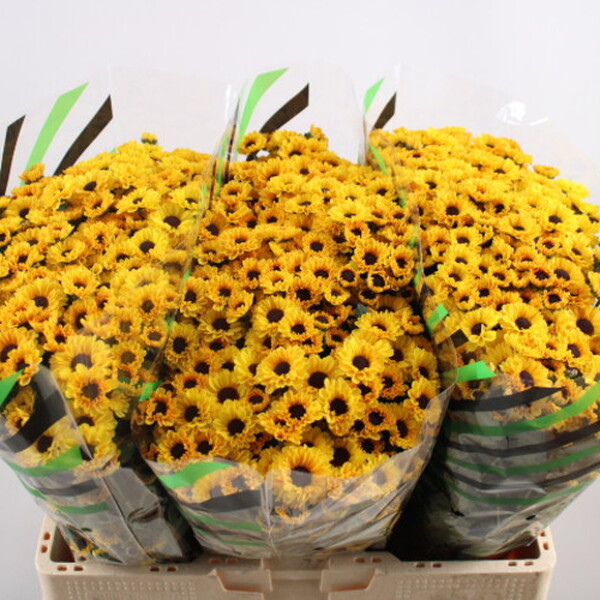 CRISANTEM SANTINI *TEDCHA*