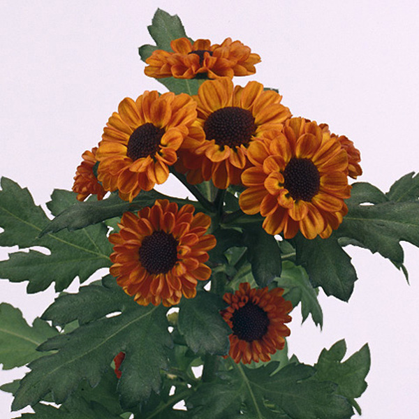 CRISANTEM SANTINI *TEDCHA IMPROVED*