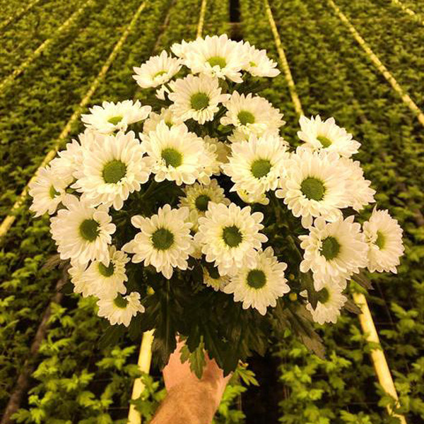 CRISANTEM SANTINI *VIVO*