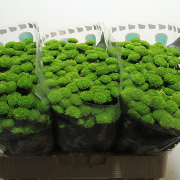 CRIS. SANTINI WHATSAPP