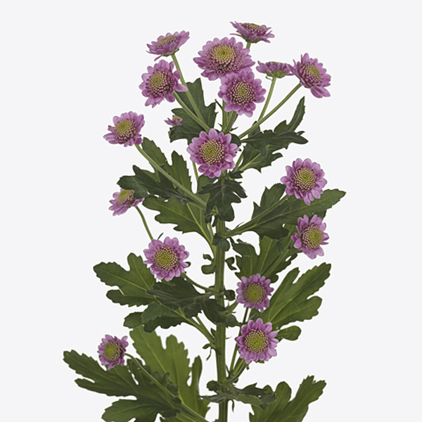 CRISANTEM SANTINI TRIXIE