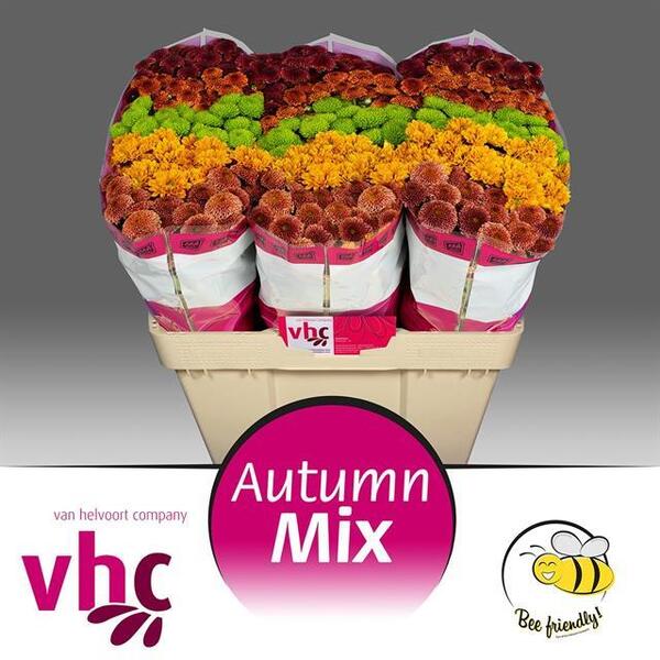 CRISANTEM SANTINI MIX *AUTUMN* boleta