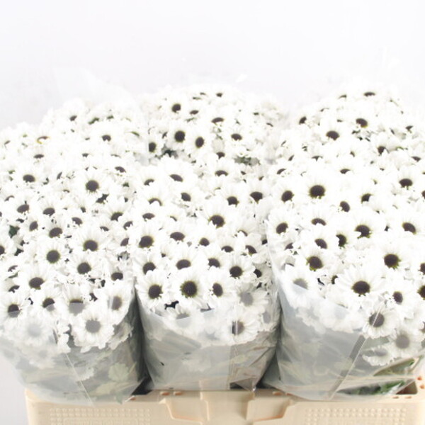 CRISANTEM SANTINI *YIN YANG* 55CM