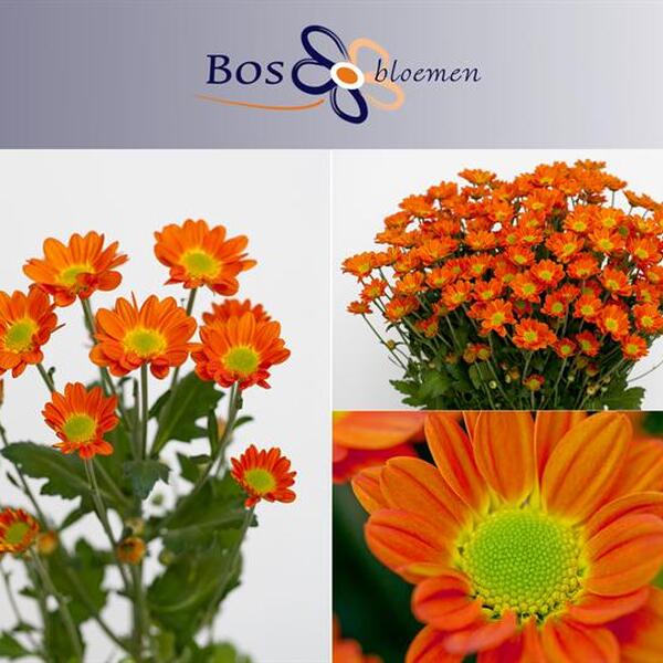 CRISANTEM TARONJA *SPACE AGE*