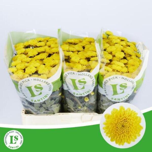CRISANTEM SANTINI ELLISON SUNNY