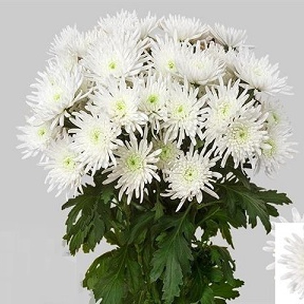 CRISANTEM BLANC *TOPSPIN BLANC*