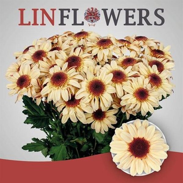 CRISANTEM *STRESA SALMON*