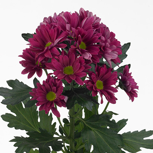 CRISANTEM *STYLIST PURPLE*