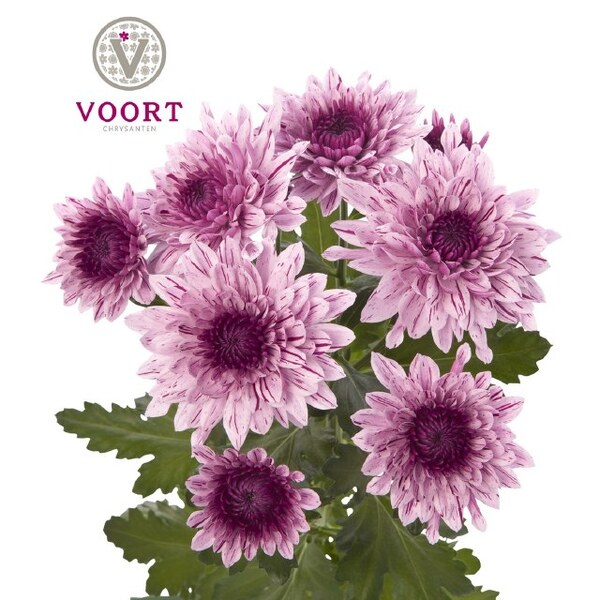 CRISANTEM ROSA *VIP*