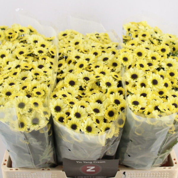 CRISANTEM SANTINI *YIN YANG CREM* 55CM