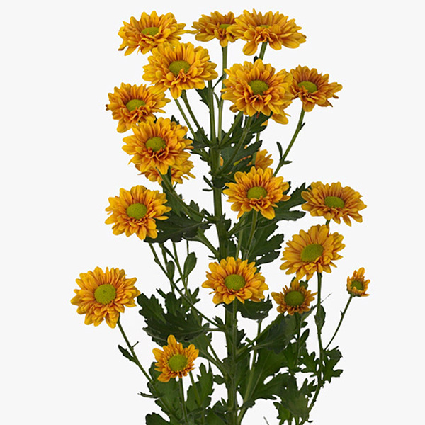 CRISANTEMO NARANJA *FLORANJE*