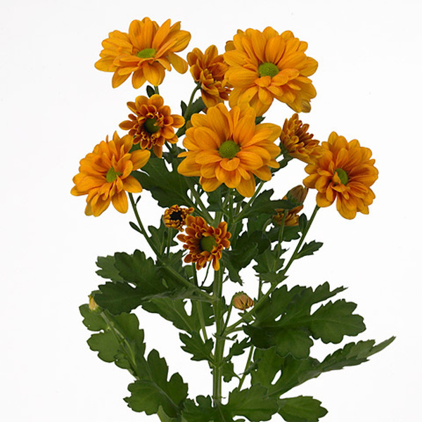 CRISANTEM TARONJA *PAPAYA*