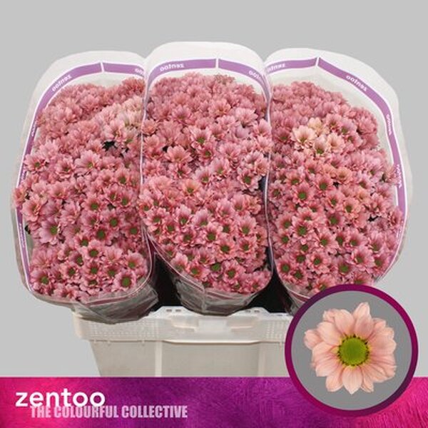 CRISANTEM SANTINI *BABETTE* 55CM