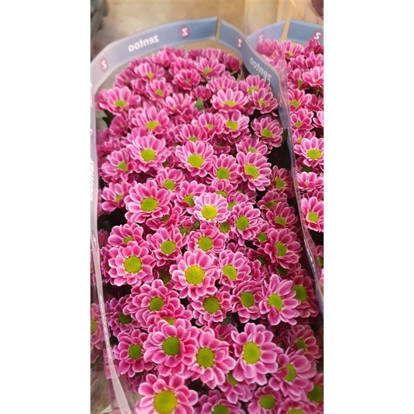 CRISANTEM SANTINI LUBOV [tipo margarita]