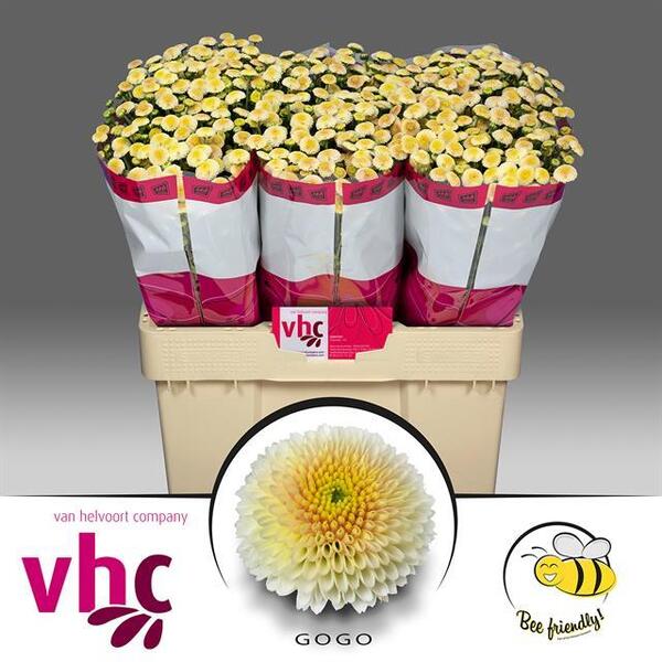 CRISANTEM SANTINI *GOGO* blanc/groc