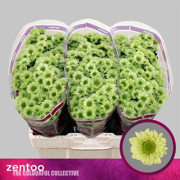 CRIS. SANTINI *TURTLE* [margarita]