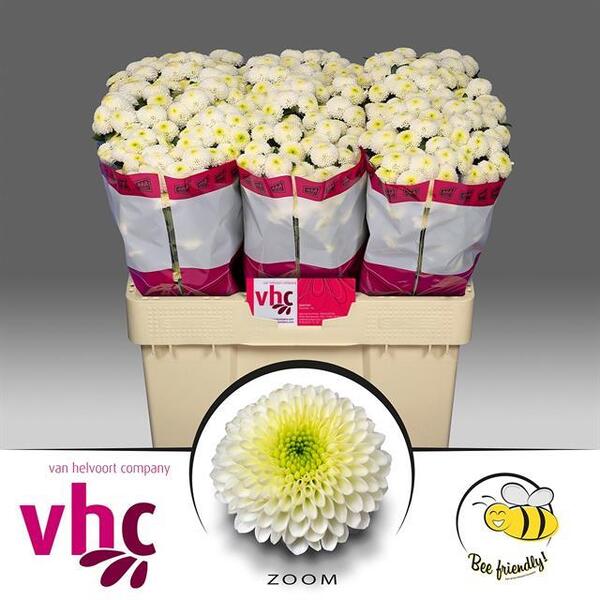 CRISANTEM SANTINI *ZOOM*