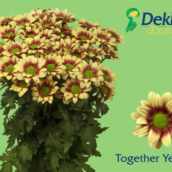 CRISANTEM *TOGETHER YELLOW* (GROC I VERMELL)
