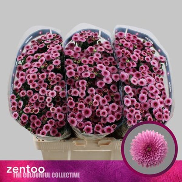 CRISANTEM SANTINI *TOSS PINK* [mini boleta]