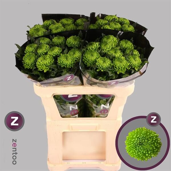 CRIS. UNIFLORA ALEMANI VERD