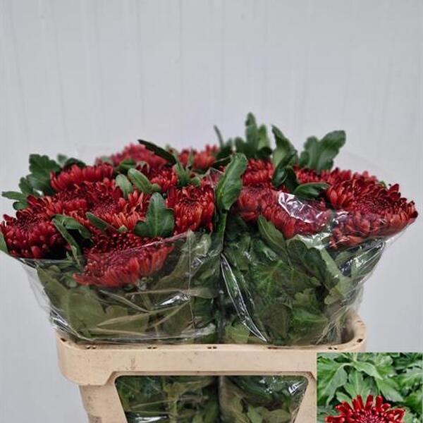 CRIS. UNIFLORA *ANKARA RED* 