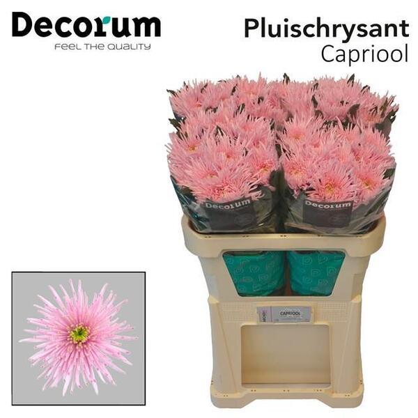 CRIS. UNIFLORA *CAPRIOOL* 