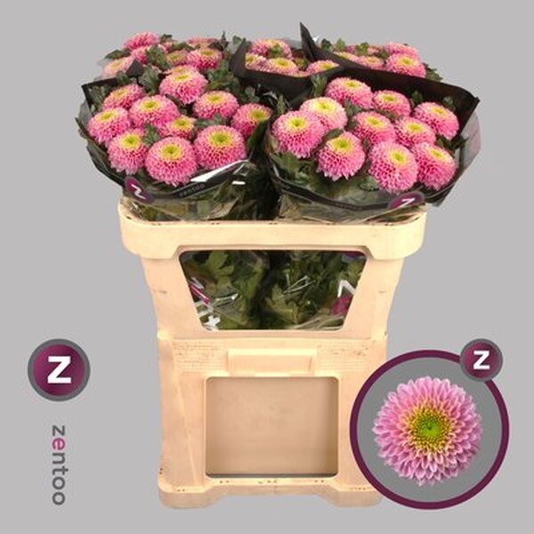 CRIS. UNIFLOR *SOUVENIR*boleta rosa