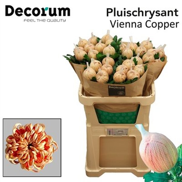 CRIS. UNIFLORA *VIENNA COPPER*