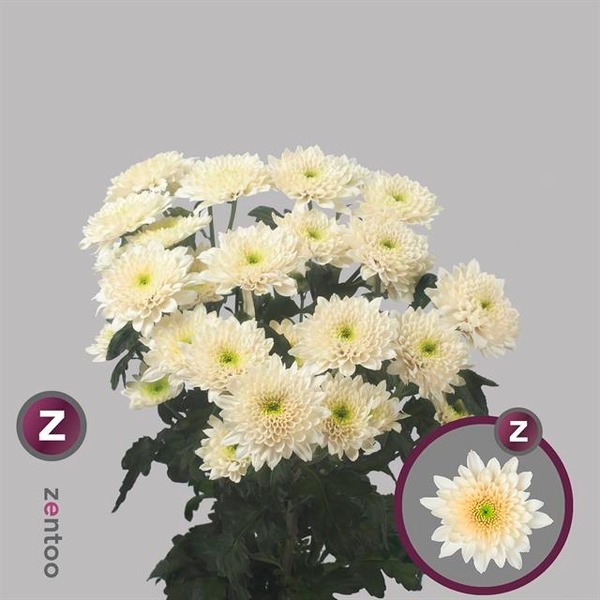 CRISANTEM VANILLA SORBET