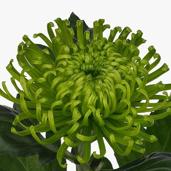 CRIS. UNIFLORA ANASTACIA VERD X10T