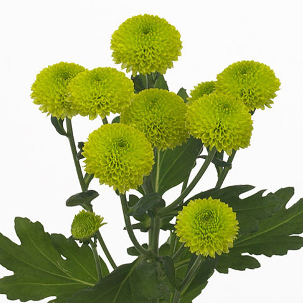 CRISANTEM VERD *FEELING GREEN*