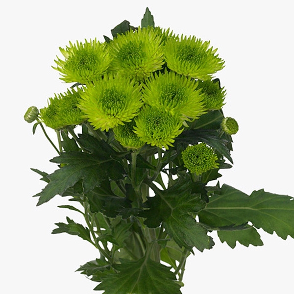 CRISANTEMO VERDE *RHYTHM*