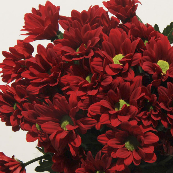 CRISANTEM VERMELL *BAROLO*