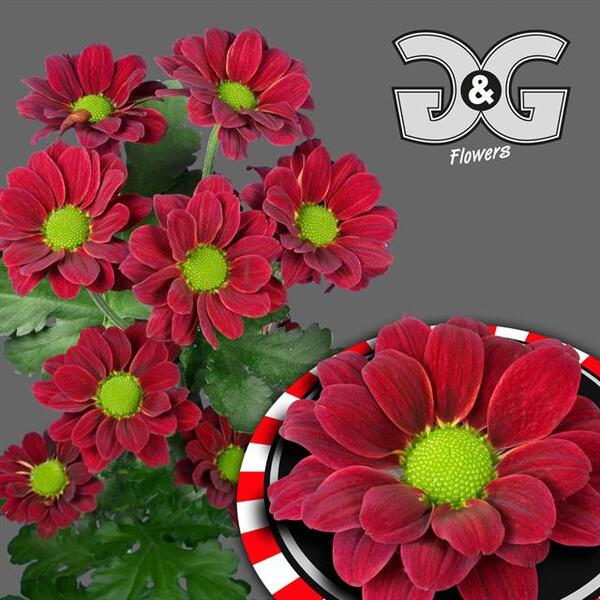 CRISANTEMO ROJO *REDSTART*